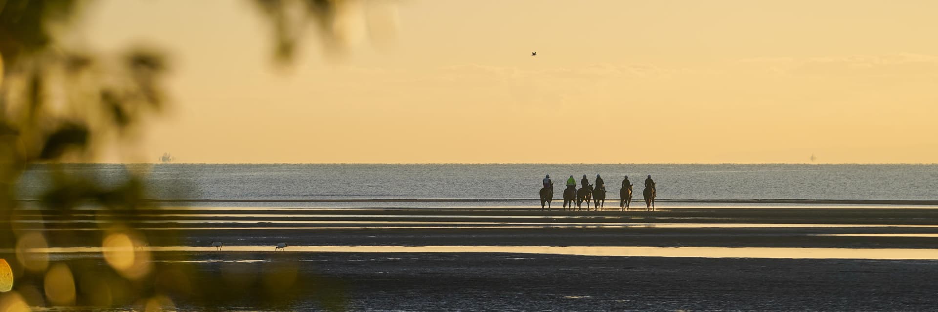 Matt Hoysted Racing Racehorse stable based at Eagle Farm, Brisbane.